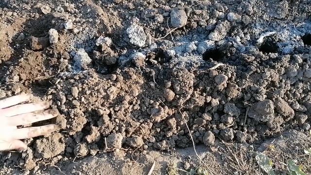 Как правильно сажать чеснок осенью на зиму смотреть онлайн