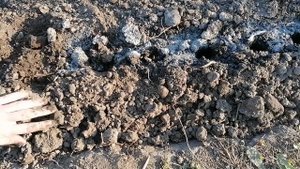 Как правильно сажать чеснок осенью на зиму