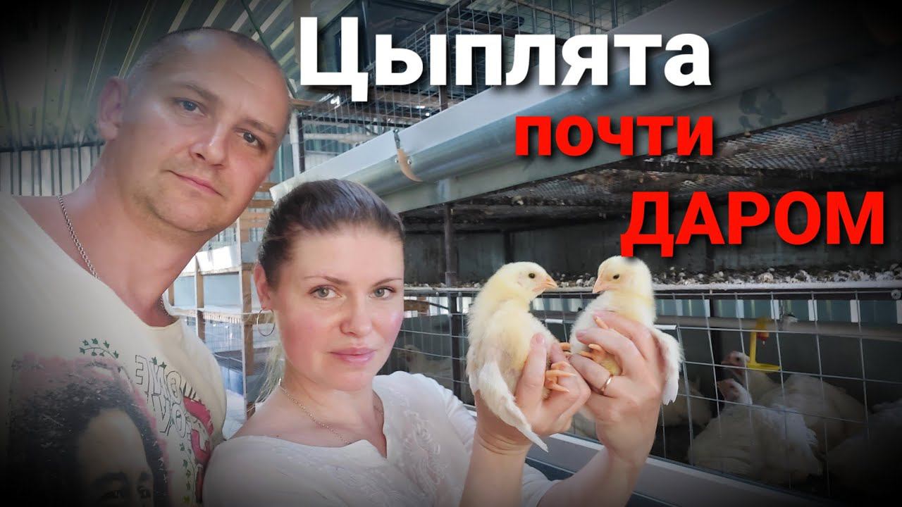 Обман на рынке инкубационного яйца / Бройлерный цыпленок за 16 рублей / Смотрите как!
