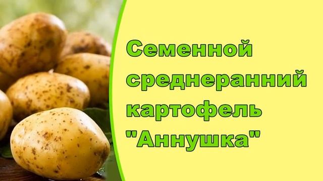 Картофель Элитный. Картофель Цена