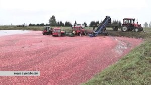 КЛЮКВЕННАЯ ПЛАНТАЦИЯ
