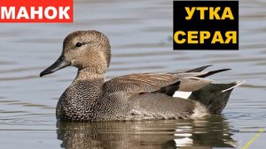 ?ЗВУК (ГОЛОС) УТКА СЕРАЯ 2