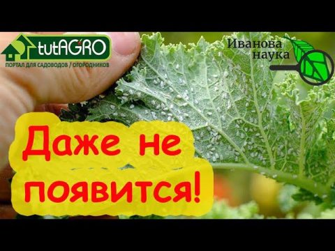 БЕЛОКРЫЛКА НЕ ПОЯВИТСЯ НА УЧАСТКЕ, если сделать по Ивановой науке! Без обработок и химии.