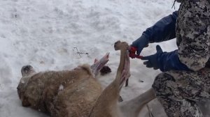Как шкурать волка \ Canis lupus
