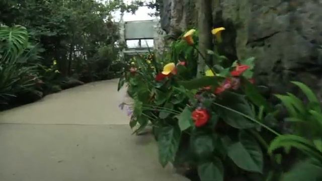 Bulbs In Bloom Show 2013 смотреть онлайн