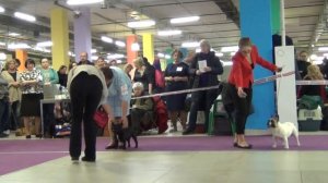 24 Национальная Выставка Французских бульдогов часть 1
