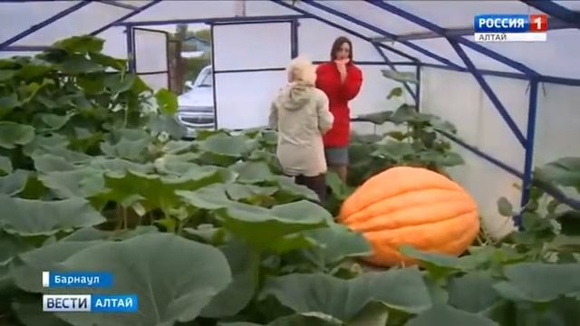 Тыква для ЗОЛУШКИ смотреть онлайн