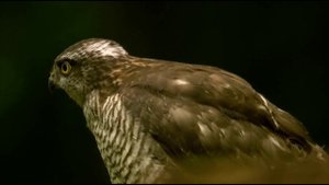 Зеленая планета (ч.4)