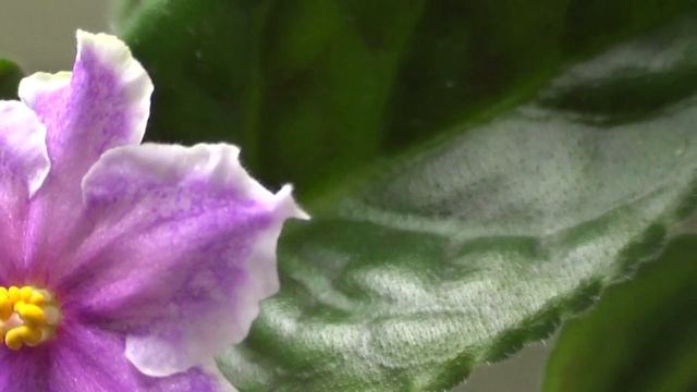 Красивое цветение фиалки. смотреть онлайн