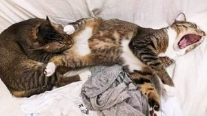 ПРИКОЛЫ С ЖИВОТНЫМИ ДО СЛЕЗ _ Смешные КОТЫ 2022 _ Приколы с КОТАМИ _ Funny ANIMALS video
