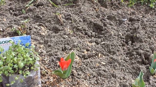 САМЫЙ ПРОСТОЙ СПОСОБ ВЫРАЩИВАНИЯ ЦИНЕРАРИИ БЕЗ ПИКИРОВКИ ! СУПЕР РЕЗУЛЬТАТ ! смотреть онлайн