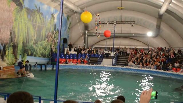 Представление в дельфинарии на ВВЦ (прыжки по мячам) смотреть онлайн