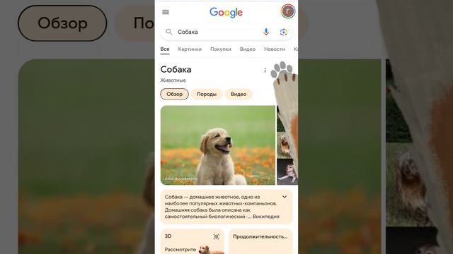 это как?! кстати с кошками тоже работает, надо "Кошка" написать#чипичипичапачапа#собачки