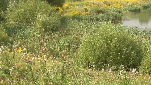 Пруд, вода, камыши, камыш, Щекино, Тульская область, пос. Временный смотреть онлайн