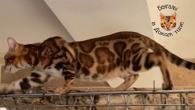 КУПИТЬ БЕНГАЛЬСКОГО КОТЕНКА