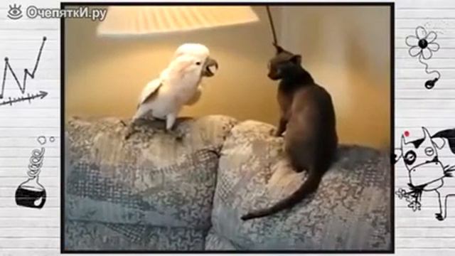 Попугай гопник и котик