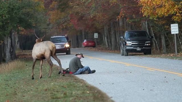 Лось против фотографа смотреть онлайн