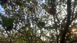 Съездили в гости в деревню. Так накрывают столы только в деревне