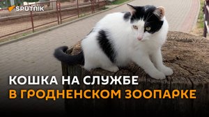 Работа мечты – ловить мышей: кошка на службе в гродненском зоопарке