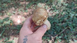 ТАК ВЫГЛЯДИТ ШАМПИНЬОН АВГУСТОВСКИЙ