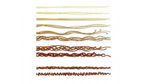 Строение волоса и кожи. Часть 2. Кортекс и Медулла.