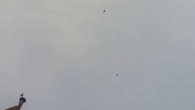 Утренний гон (Николаевские голуби) смотреть онлайн