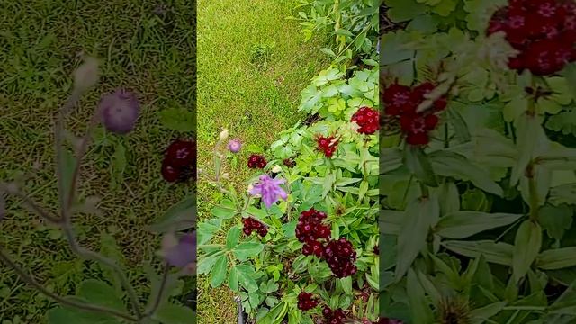 Клумба с цветами. (A flowerbed with flowers.)?