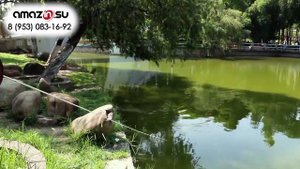 Пранк с Крокодилом на пульте управления - Крокобот (плавающий)