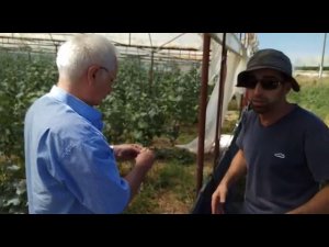 Цитогумат - применение на огурцах. Часть 2