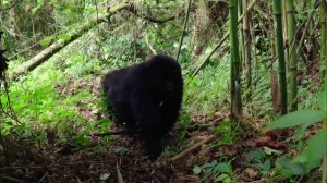 360 Geo - Virunga, les gorilles en peril (2018)