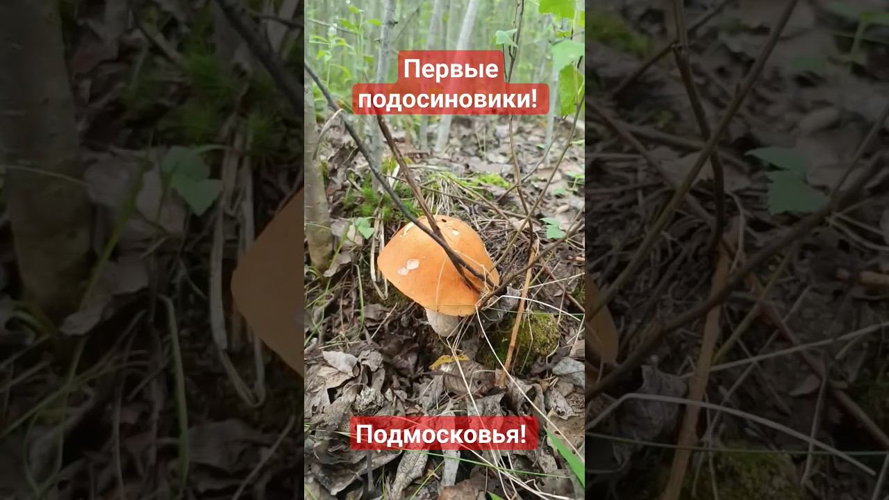 Подосиновики пошли! #грибалка #грибы #тихаяохота #грибыподмосковья #