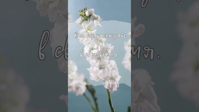 Все происходит в свое время. Не торопи события. #эзотерика #психология #любовь #саморазвитие #shorts смотреть онлайн