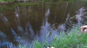 Разведка одного таёжного ручья. Рыбалка в глухой тайге. Кто водится в этой речушке?