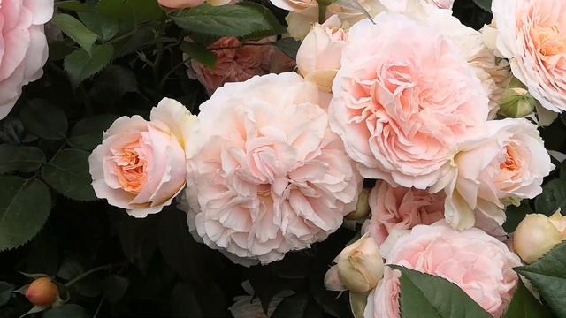 Роза "Чиппендейл" буйство цветов?? ( rose Chippendale) смотреть онлайн