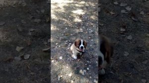 Дрессировка щенка сенбернара