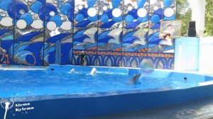 Шоу Дельфинов в парке Ривьера Дельфинарий Сочи