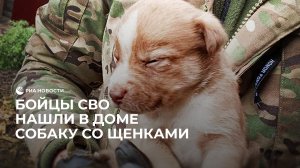 Нашли собаку со щенками