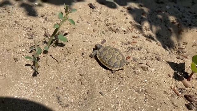 May 20, Дачное зазеркалье... Люси, долма смотреть онлайн