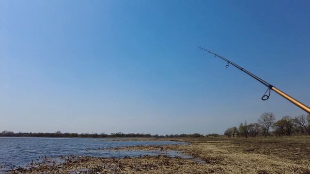 Змееголов проснулся и активно атакует приманки! Открытие сезона по змееголову.