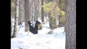 Охота на глухаря на току