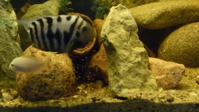 Цихлазомы чернополосая (Cichlasoma nigrofasciatum) и фламинго (Heros nigrofasciatus) смотреть онлайн