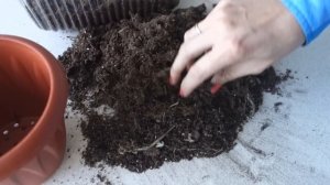 Ахименес после зимовки в кашпо: посадка просто!