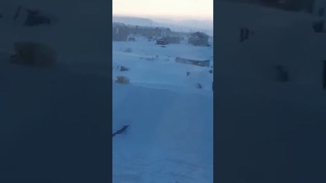 Чукотка/Поселок/Белый медведь смотреть онлайн