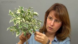 Плетение косичкой фикуса Бенджамина (ч.3).