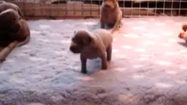 Weimaraner puppies Cherry x King 20081118, Day 22 смотреть онлайн