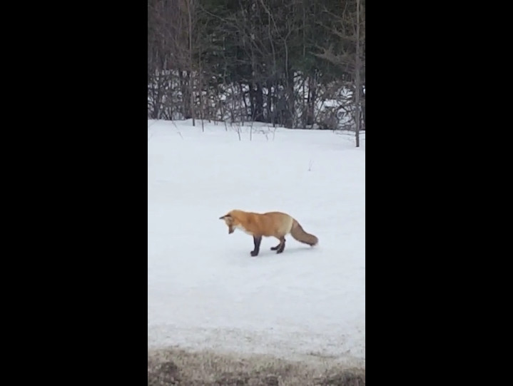 Охота на лис текст. Лиса ныряет в снег. Смешная лиса на охоте. Грин апельсин охота на лисицу.