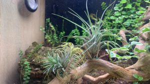 Муравьи Салтаторы (Harpegnathos saltator) через пять месяцев после заселения в природный формикарий