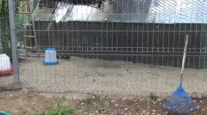 Доминант 109