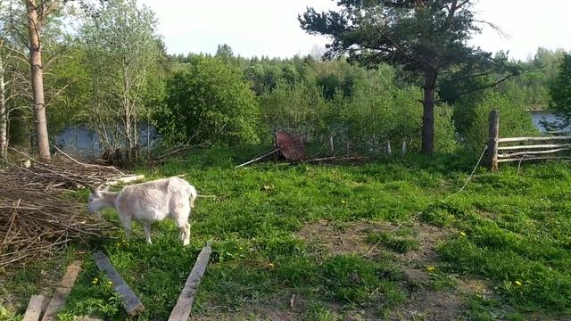 ИЗБАВИЛАСЬ ОТ КОЗ. ДОМ У МЕНЯ ТЕПЕРЬ С ПРЕКРАСНЫМ ВИДОМ. смотреть онлайн