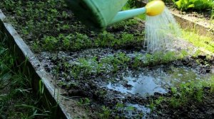 Agree's - жидкое удобрение для вашего сада и огорода